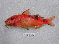 藏品(多帶海鯡鯉)的圖片